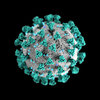 The novel coronavirus, first detected at the end of 2019, has caused a global pandemic.